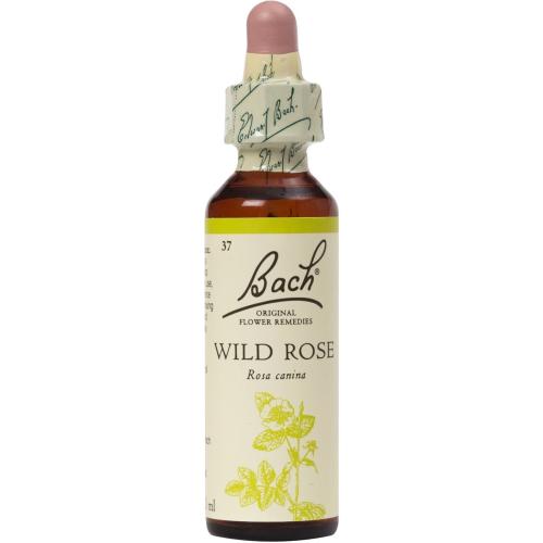 Bach Wild Rose Συμπλήρωμα Διατροφής με Εκχύλισμα Άγριας Τριανταφυλλιάς για την Ενίσχυση της Ελπίδας & του Ενθουσιασμού 20ml