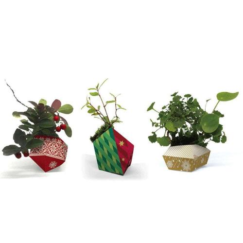Φυτό Σε Γλαστράκι Christmas Edition ( 3Τμχ) 3040 Multi OriBon