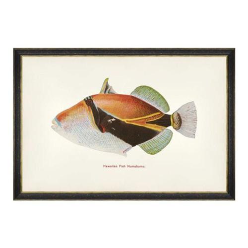 Κάδρο Fishes Of Hawaii - Humuhumu Fish FA13205 60X40 MindTheGap