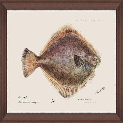 Κάδρο Mediterranean Fish - Flounder By F Clark Fa13377 50X35Cm Brown-Rose Mindthegap