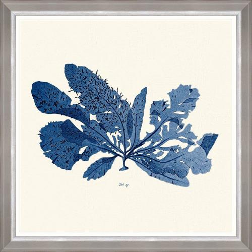 Κάδρο Seaweed I Fa13392 70X70Cm White-Blue Mindthegap