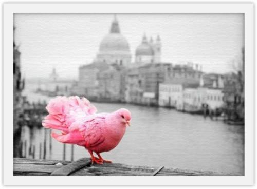 Pink Dove, Πόλεις - Ταξίδια, Πίνακες σε καμβά, 30 x 20 εκ.