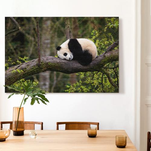 Πίνακας σε Καμβά, Sleepy Panda