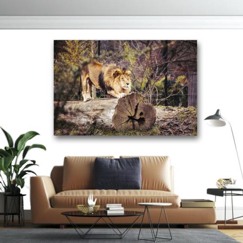Πίνακας σε καμβά Λιοντάρι πάνω σε κορμό 210x140 Τελαρωμένος καμβάς σε ξύλο με πάχος 2cm