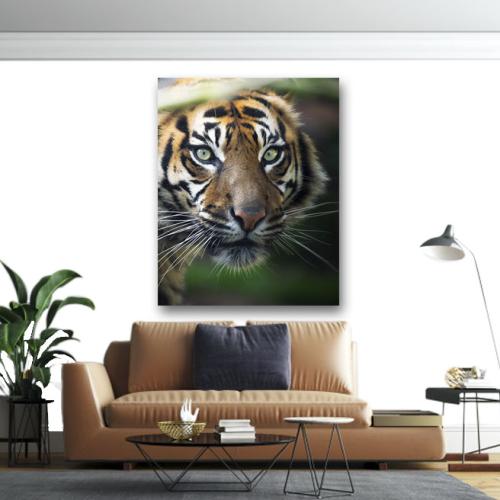 Πίνακας σε καμβά Τίγρης σε κοντινό 70x88 Τελαρωμένος καμβάς σε ξύλο με πάχος 2cm