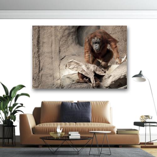 Πίνακας σε καμβά Πίθηκος στα βράχια 130x195 Τελαρωμένος καμβάς σε ξύλο με πάχος 2cm