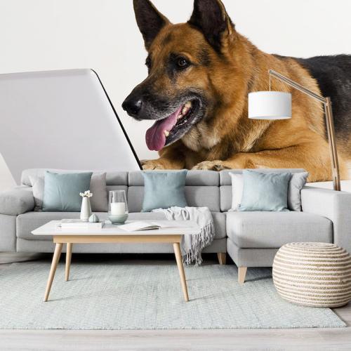 Ταπετσαρία Σκύλος με Laptop 2 180x270 Ύφασμα
