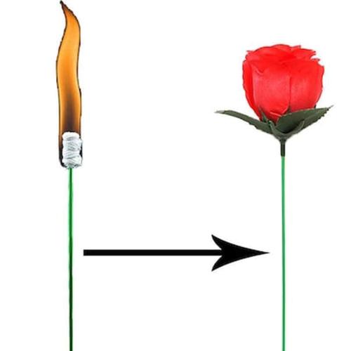 Torch To Rose - Plus