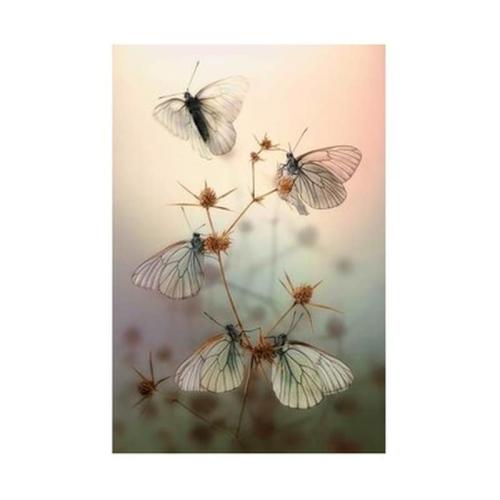 Κάρτα Post 3d Διαφανείς Πεταλούδες